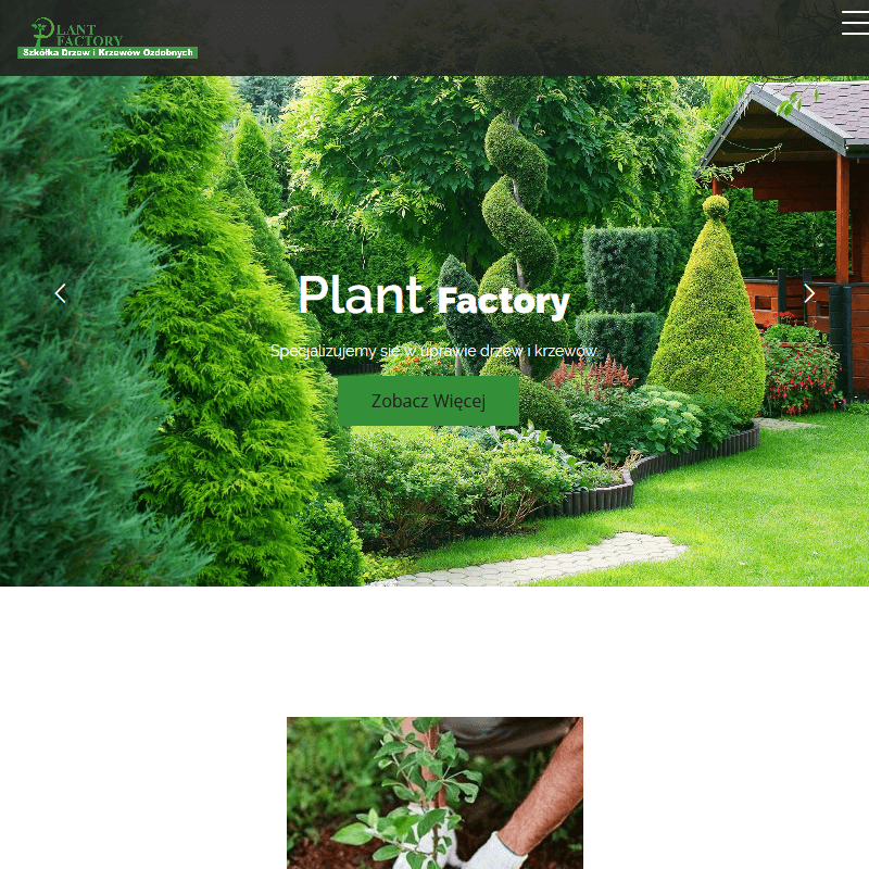 Grójec - krzewy iglaste do ogrodu